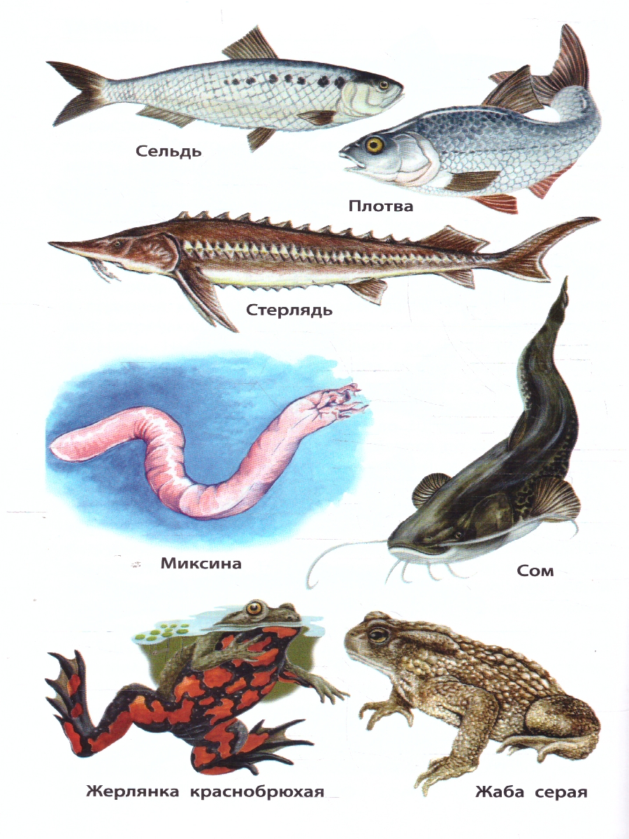 Обложка книги Рыбы, амфибии, рептилии, Автор Доспехова Т.А., издательство Вако | купить в книжном магазине Рослит