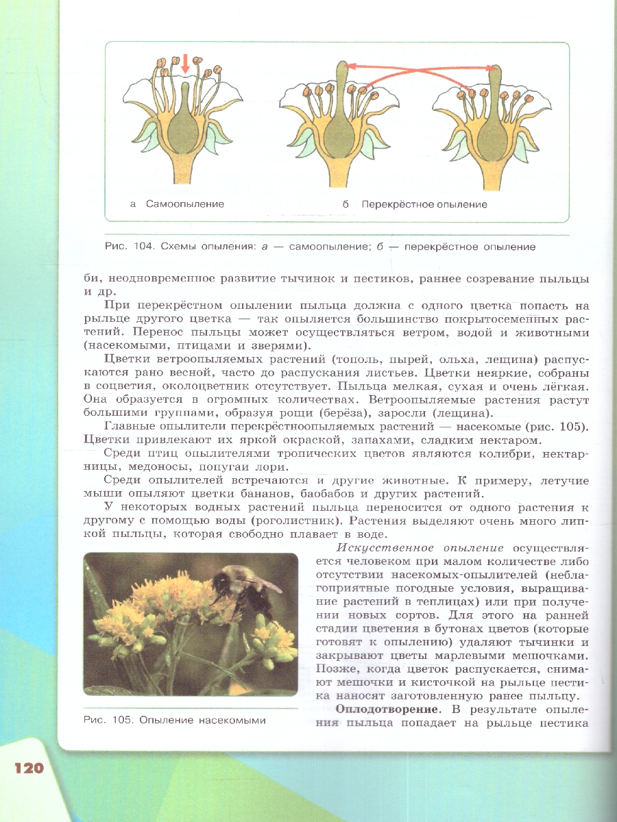 Обложка книги Биология 6 класс. Учебное пособие, Автор Сивоглазов В.И. Плешаков А.А., издательство Просвещение | купить в книжном магазине Рослит