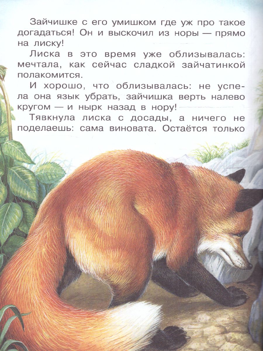 Обложка Сказки. Сладков Н.И. /Всё самое лучшее у автора, издательство АСТ | купить в книжном магазине Рослит