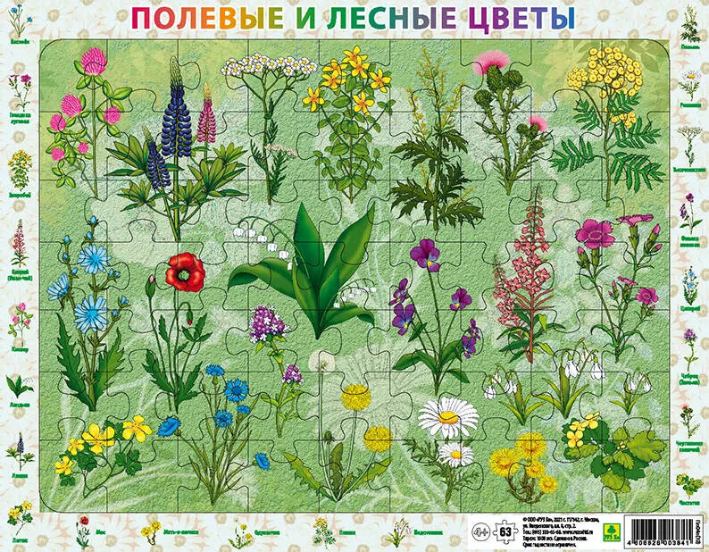 Обложка книги Детский пазл на подложке. Полевые и лесные цветы России. (36х28 см, 63 эл.)(РУЗ Ко), Автор , издательство РУЗ Ко | купить в книжном магазине Рослит