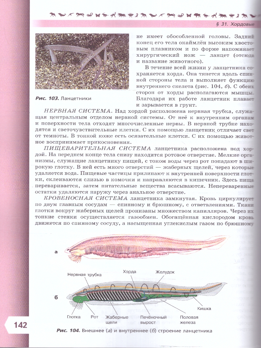 Обложка книги Биология 8 класс. Базовый уровень. Учебник. УМК "Линия жизни" (ФП2022), Автор Пасечник В.В. Суматохин С.В. Гапонюк З.Г.д, издательство Просвещение | купить в книжном магазине Рослит