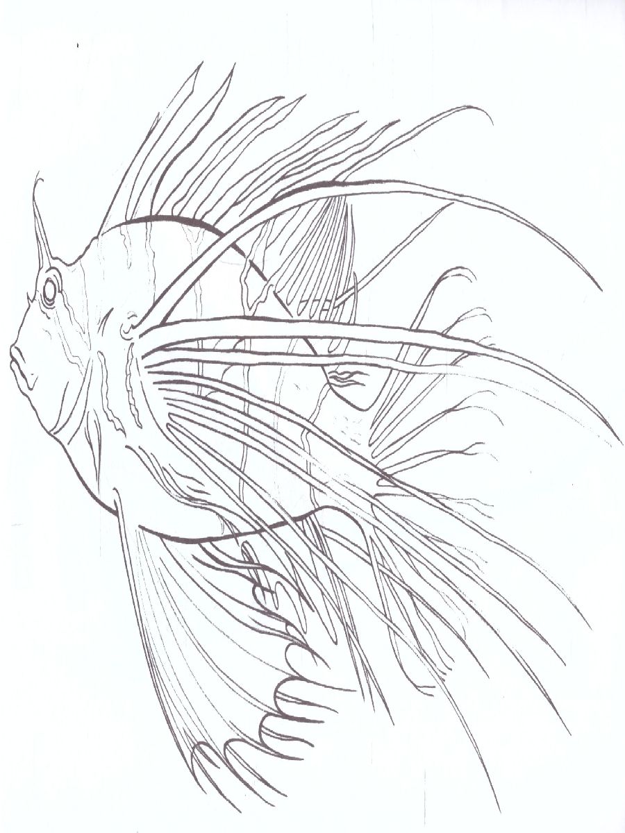 Обложка книги Раскраска "Экзотические рыбки", Автор , издательство Страна фантазий | купить в книжном магазине Рослит