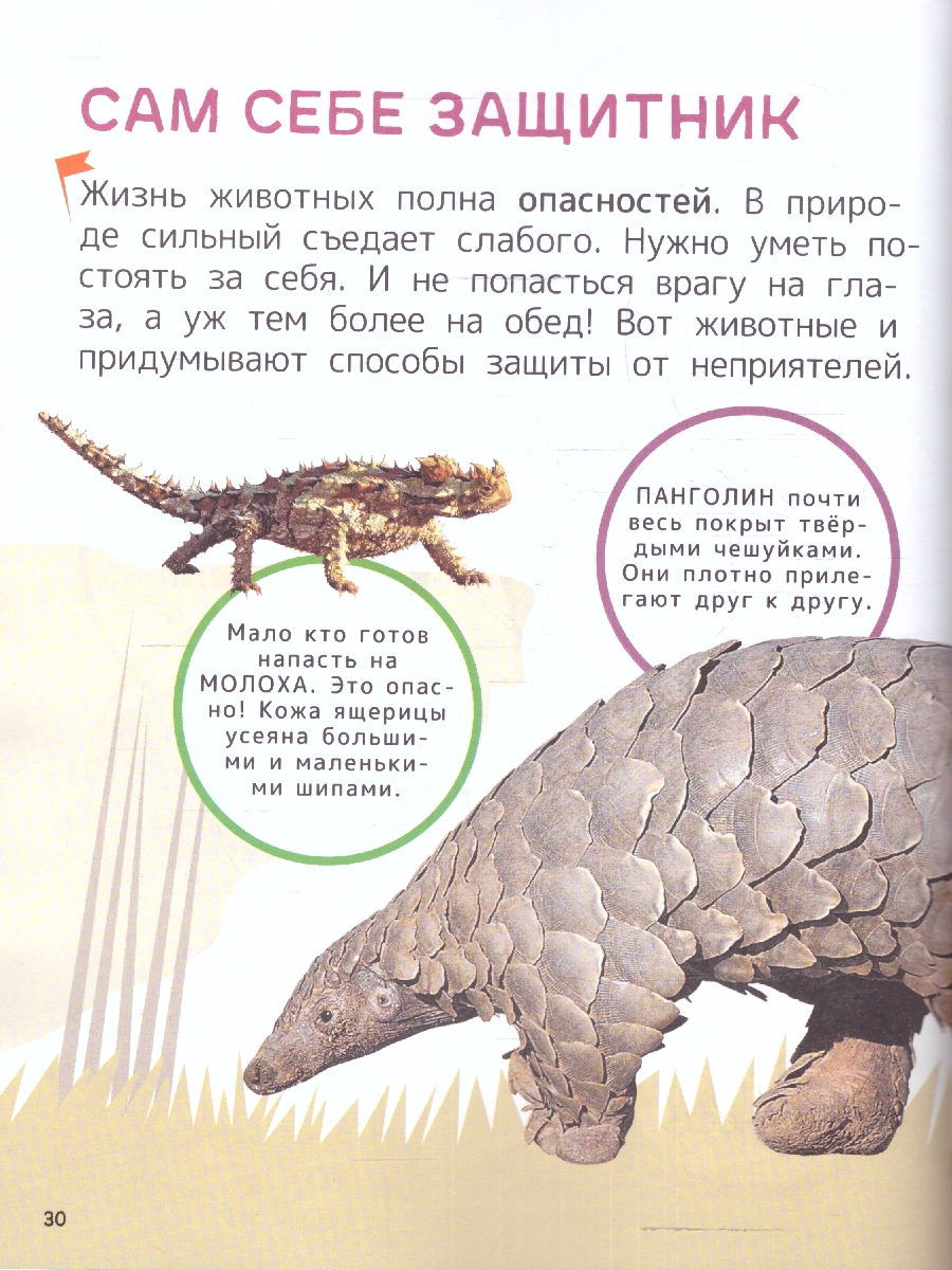 Обложка книги Животные. Энциклопедия для первого чтения с крупными буквами, изд.: Росмэн, авт.: Гальцева С. Н., Кл, Автор Гальцева С. Н. Клюшник Л. В, издательство РОСМЭН | купить в книжном магазине Рослит