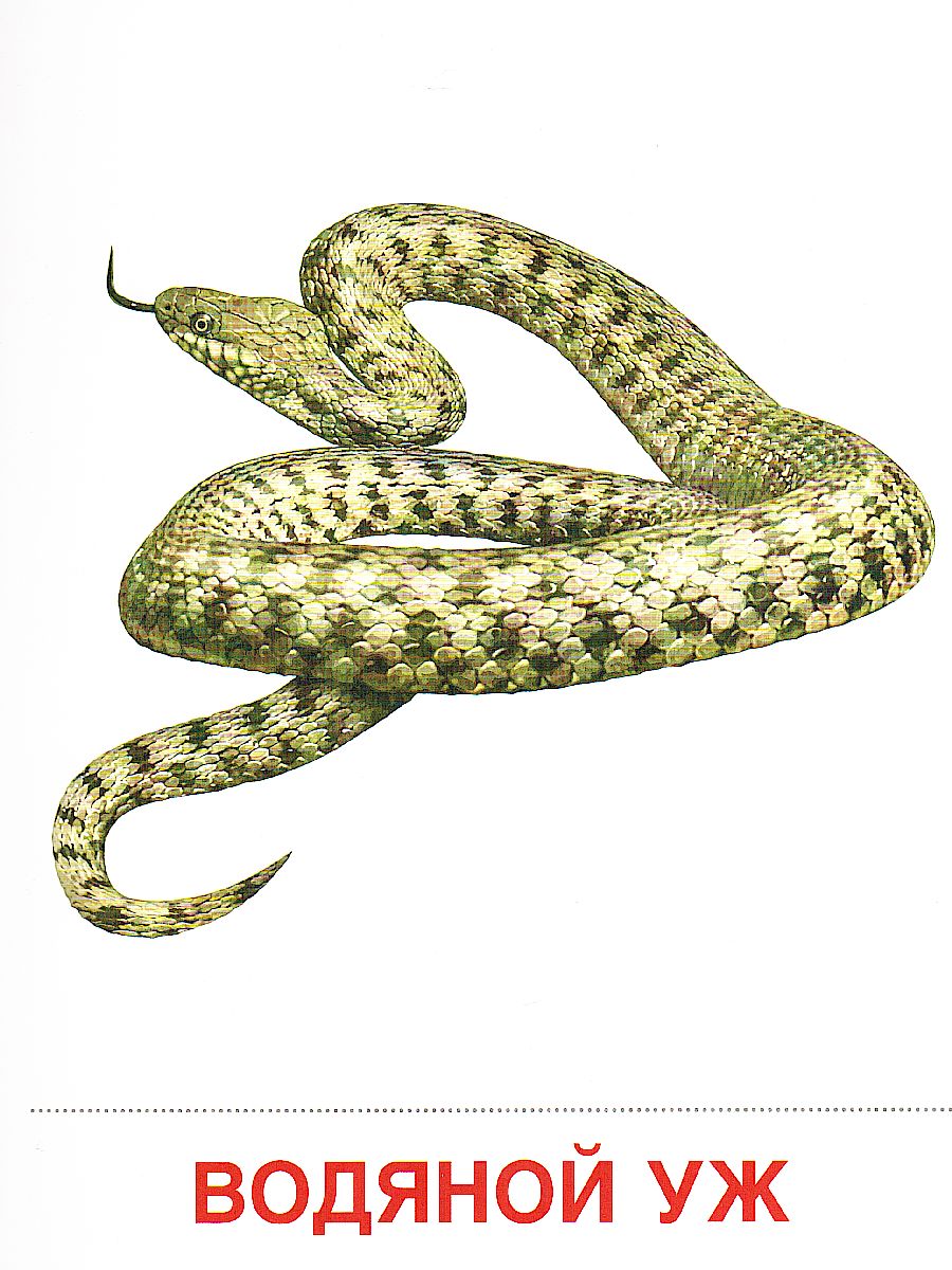 Обложка книги Демонстрационные картинки СУПЕР Обитатели рек и озер. 16 раздаточных карточек с текстом (173*220 мм), Автор , издательство Сфера | купить в книжном магазине Рослит