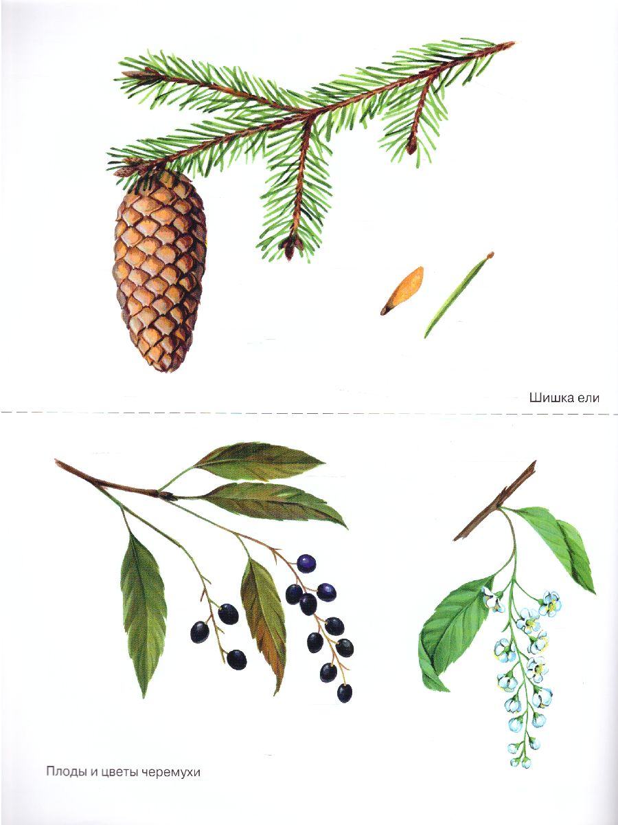 Обложка книги Деревья в картинках. Наглядное пособие для воспитателей, логопедов, педагогов, родителей, Автор Кулакова Н.И., издательство ГНОМ | купить в книжном магазине Рослит