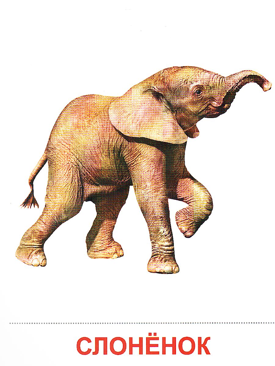 Обложка книги Демонстрационные картинки СУПЕР. Животные жарких стран. 16 демонстрационных картинок с текстом 173х220 мм, Автор , издательство Сфера | купить в книжном магазине Рослит