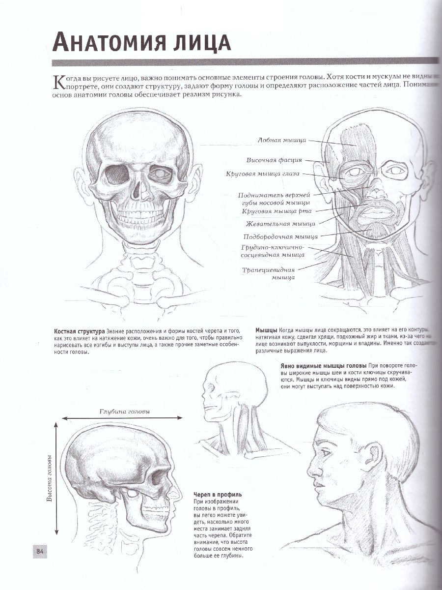Обложка Анатомия для художников. Полный курс рисования, издательство АСТ | купить в книжном магазине Рослит