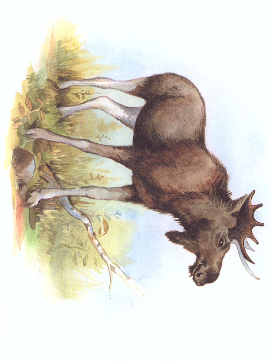 Обложка книги Картотека предметных картинок. Выпуск.4. Животные наших лесов, домашные животные, их детеныши, Автор Нищева Н.В., издательство ДЕТСТВО-ПРЕСС | купить в книжном магазине Рослит