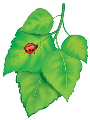 Обложка книги Вырубная фигурка Листочки. Береза летняя. М-13600. С УФ-лаком, Автор М-13600, издательство Сфера | купить в книжном магазине Рослит