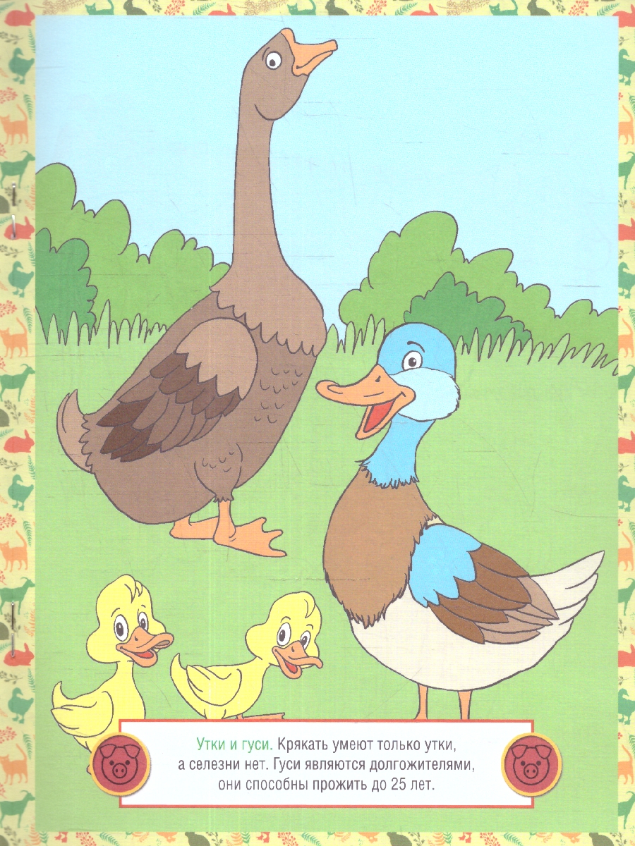 Обложка книги Раскраска детская. Домашние животные, Автор , издательство РУЗ Ко | купить в книжном магазине Рослит