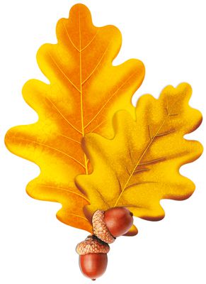 Обложка книги Вырубная фигурка. Листочки. Дубовые осенние. М-13677. Цвет золотой и желудь. С УФ-лаком, Автор М-13677, издательство Сфера | купить в книжном магазине Рослит