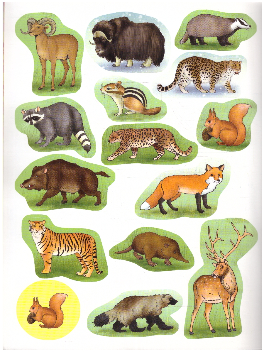 Обложка книги Книжка-раскраска с наклейками. Дикие животные, Автор , издательство РУЗ Ко | купить в книжном магазине Рослит