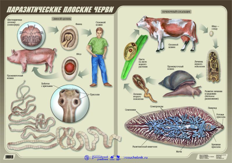 Обложка книги Биология. Паразитические плоские черви, Автор Шахмалова В.В., издательство Дрофа | купить в книжном магазине Рослит