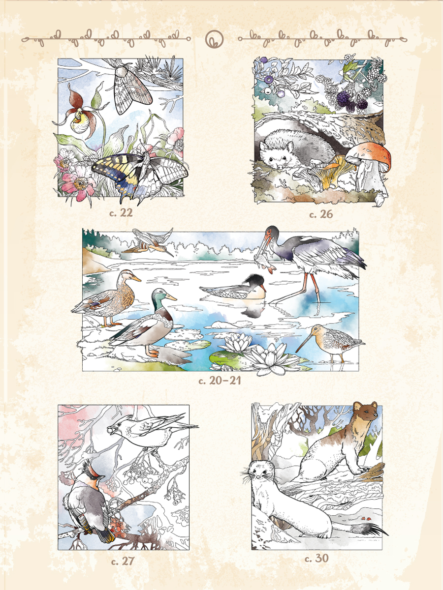 Обложка книги Самое достопримечательное. Природа Пермского края. Книжка-раскраска, Автор Клёпова Л.П., издательство Планета | купить в книжном магазине Рослит