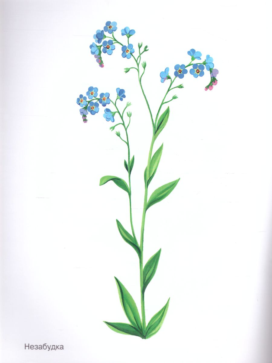 Обложка книги Цветы в картинках. Наглядное пособие для педагогов, воспитателей, логопедов, родителей, Автор Шорыгина Т.А., издательство ГНОМ | купить в книжном магазине Рослит