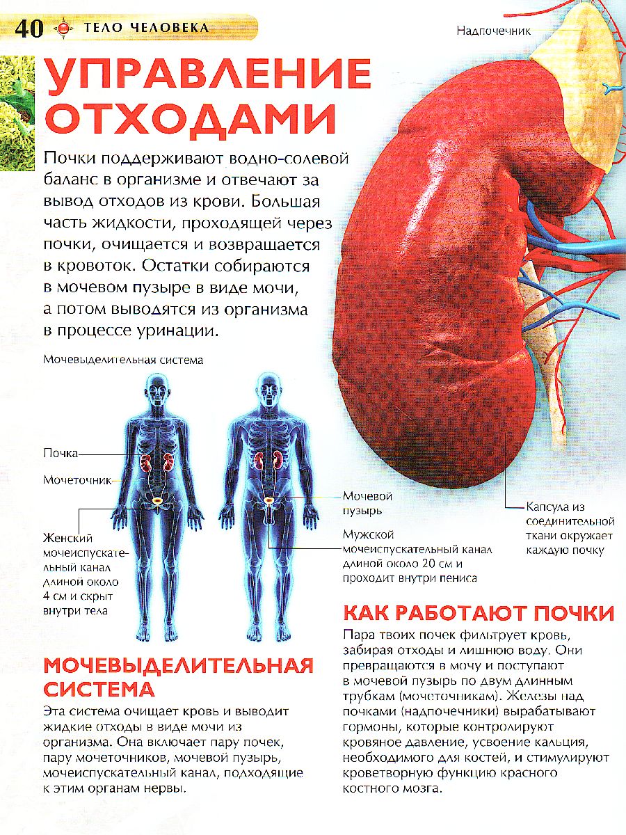 Обложка Тело человека (ДЭР), издательство РОСМЭН | купить в книжном магазине Рослит