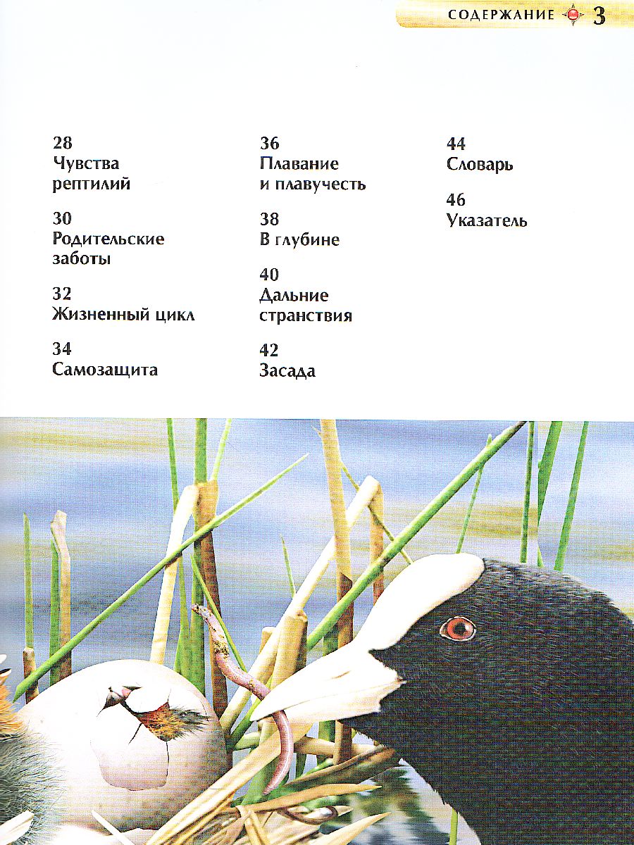 Обложка Животные, издательство РОСМЭН | купить в книжном магазине Рослит