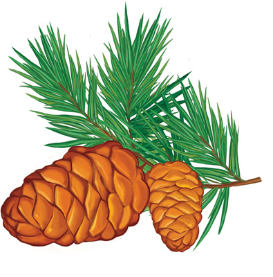 Обложка книги Мини-открытка Шишки сосны, Автор М-13397, издательство Сфера | купить в книжном магазине Рослит