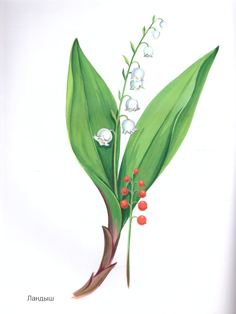 Обложка книги Цветы в картинках. Наглядное пособие для педагогов, воспитателей, логопедов, родителей, Автор Шорыгина Т.А., издательство ГНОМ | купить в книжном магазине Рослит