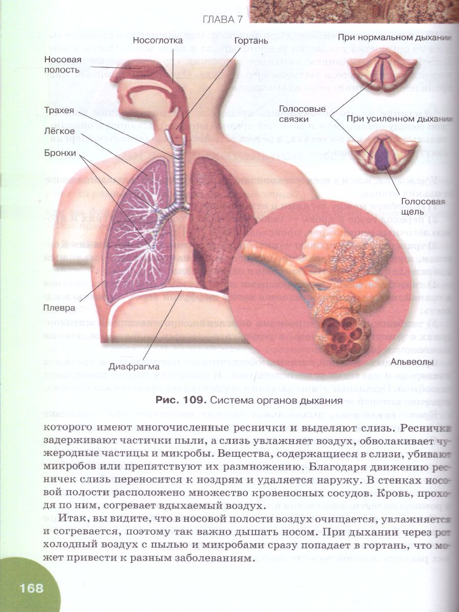 Обложка книги Биология 9 класс. Учебник, Автор Жемчугова М.Б. Романова Н.И. /Под ред. Криксунова, издательство Русское слово | купить в книжном магазине Рослит
