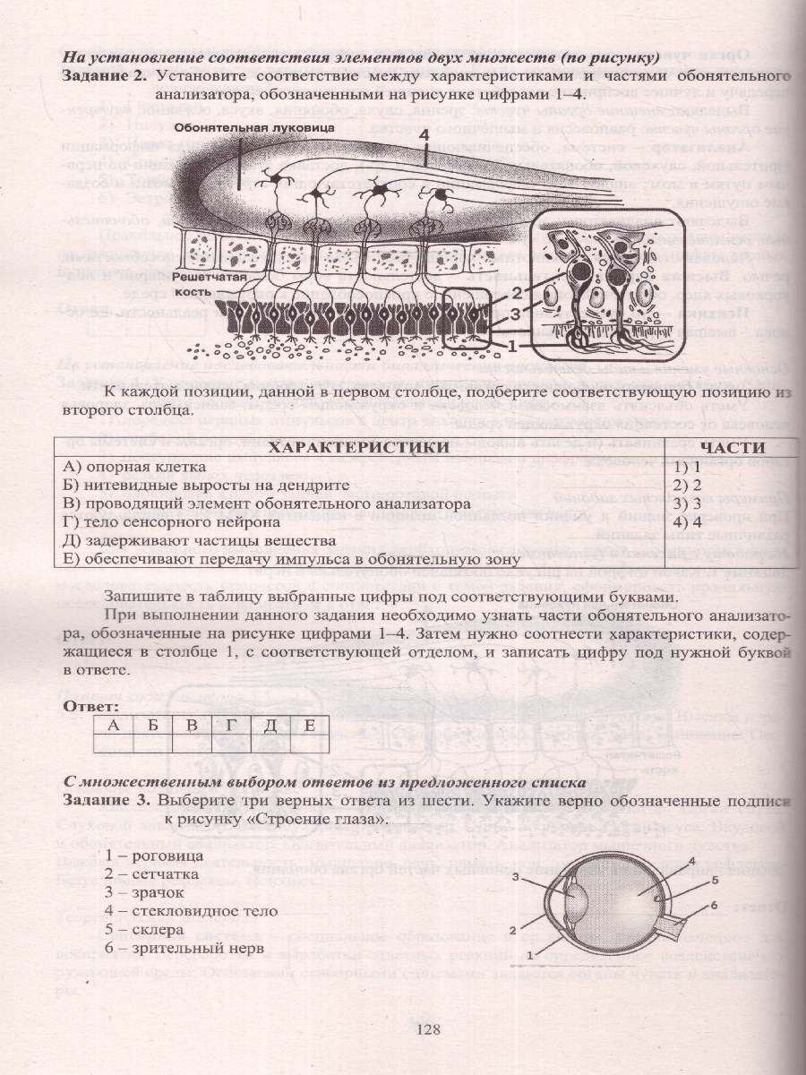 Обложка книги ЕГЭ 2024 Биология, Автор Скворцова Я. В., издательство Издательство Интеллект-центр | купить в книжном магазине Рослит