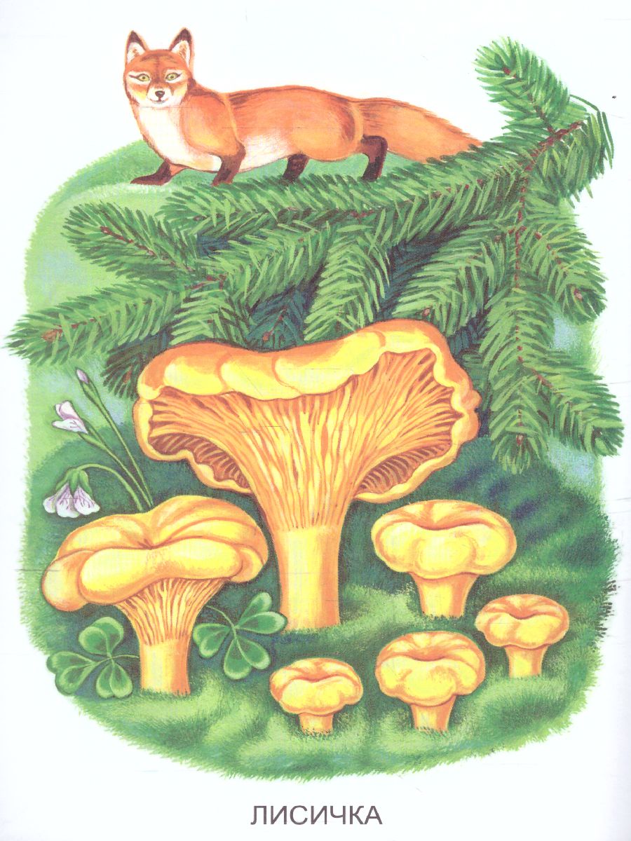 Обложка книги Раскраска "Съедобные грибы", Автор , издательство Страна фантазий | купить в книжном магазине Рослит