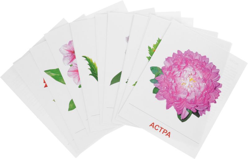 Обложка книги Демонстрационные картинки СУПЕР. Цветы садовые. 16 демонстрационных картинок с текстом 173х220 мм, Автор , издательство Сфера | купить в книжном магазине Рослит