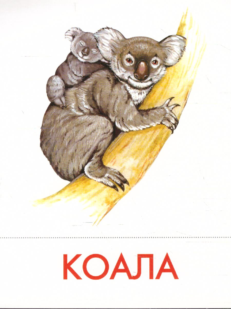 Обложка книги Дидактические карточки "Животные Австралии", Автор , издательство Маленький гений-Пресс | купить в книжном магазине Рослит