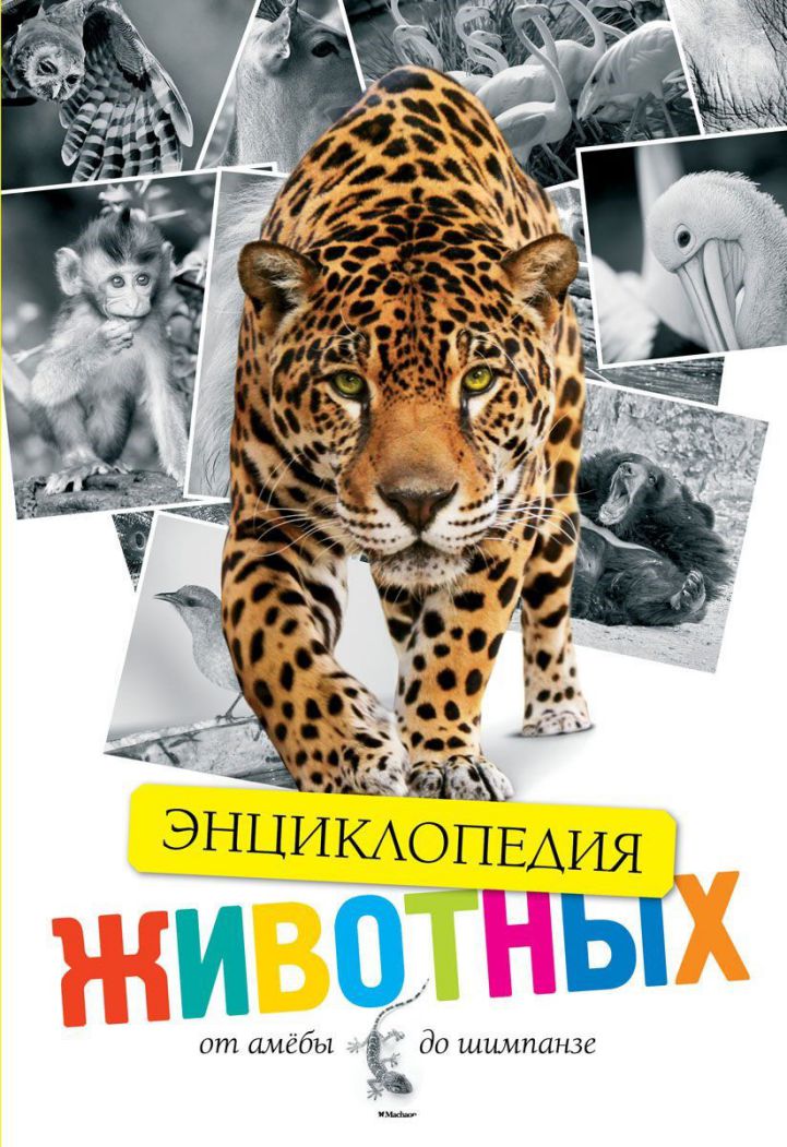 Обложка Животные. От амёбы до шимпанзе, издательство Махаон | купить в книжном магазине Рослит