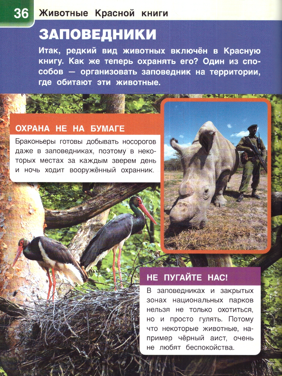 Обложка книги Энциклопедия Животные красной книги, Автор П.М. Волцит, издательство Умка                                               | купить в книжном магазине Рослит