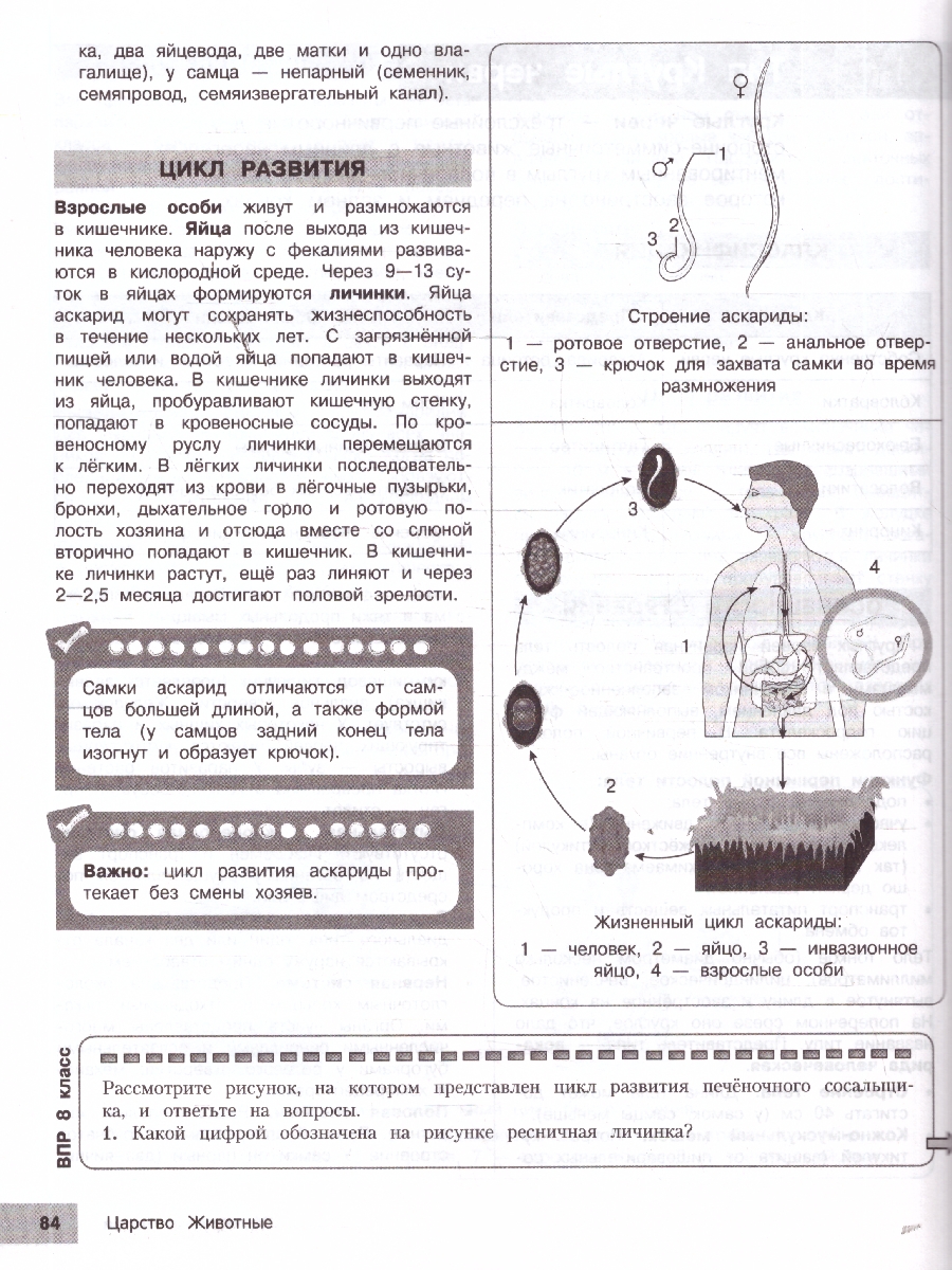 Обложка книги Биология 5-9 классы. Подготовка к ОГЭ и ВПР. Справочник с теорией, заданиями и ответами, Автор Лаптева О.В.; Мазур О.Ч., издательство ЭКСМО | купить в книжном магазине Рослит