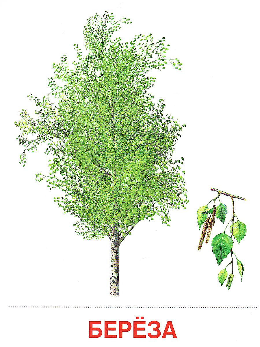 Обложка книги Демонстрационные картинки СУПЕР Деревья и кустарники.16 демонстрационных картинок с текстом. 173х220 мм, Автор , издательство Сфера | купить в книжном магазине Рослит