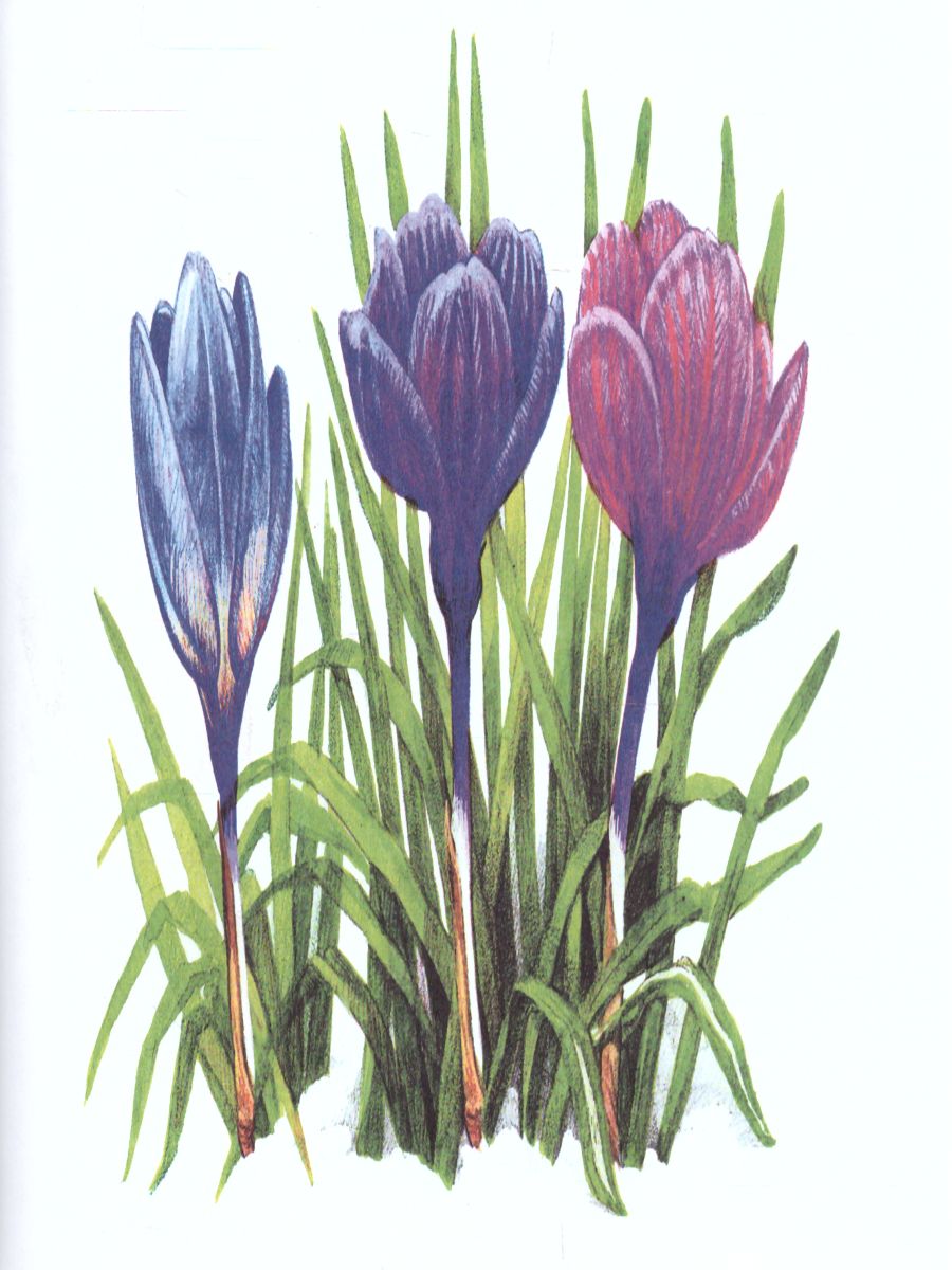 Обложка книги Картотека предметных картинок. Выпуск 7. Первоцветы, полевые, луговые, садовые цветы, Автор Нищева Н.В., издательство ДЕТСТВО-ПРЕСС | купить в книжном магазине Рослит