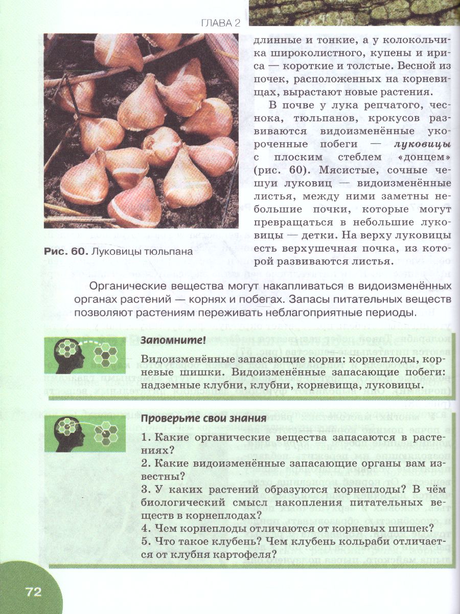 Обложка книги Биология 6 класс. Учебник, Автор Баландин С.А. Ульянова Т.Ю. Исаева Т.А. Романов, издательство Русское слово | купить в книжном магазине Рослит