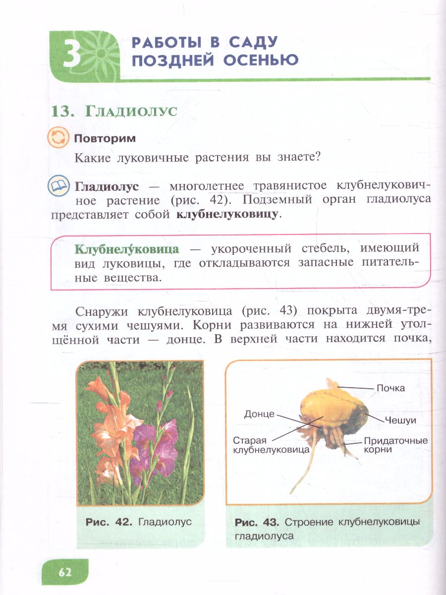 Обложка книги Технология Цветоводство и декоративное садоводство 8 класс. Учебник (для обучающихся с интеллектуальными нарушениями), Автор Карман Н.М. Зак Г.Г., издательство Просвещение | купить в книжном магазине Рослит