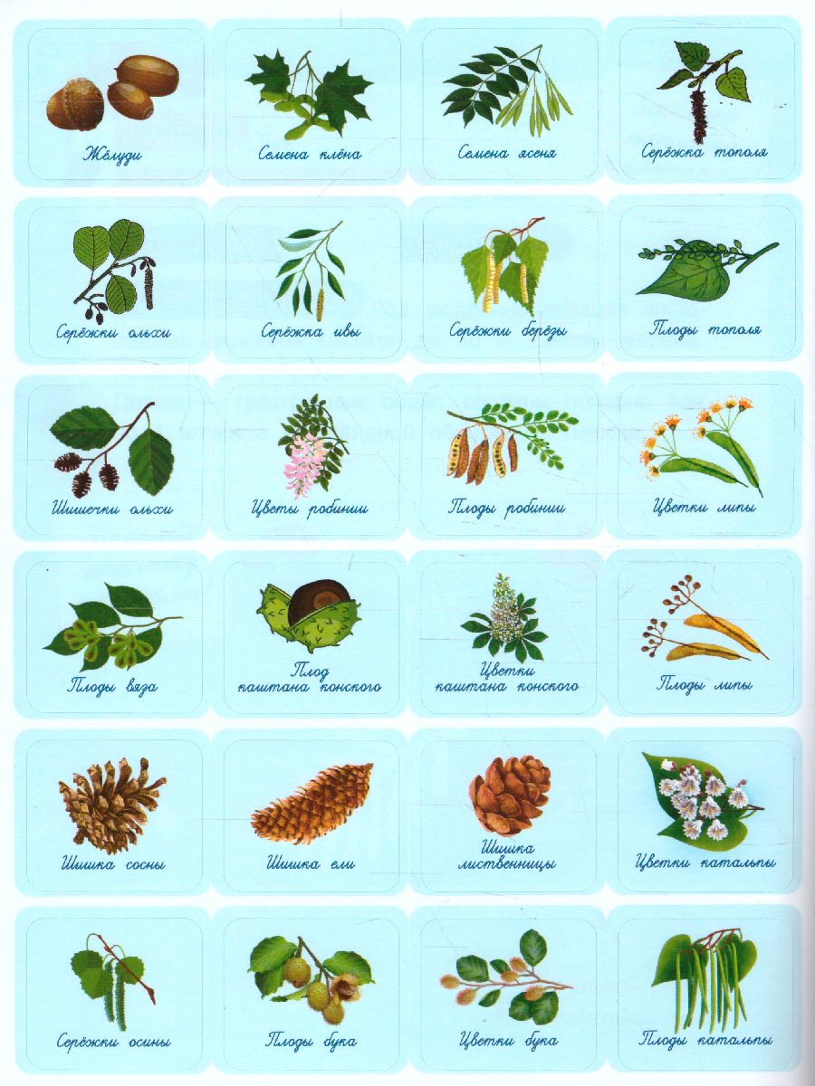 Обложка Собирай! Мой гербарий: книжка с наклейками /Мои первые открытия, издательство Феникс-Премьер                                     | купить в книжном магазине Рослит