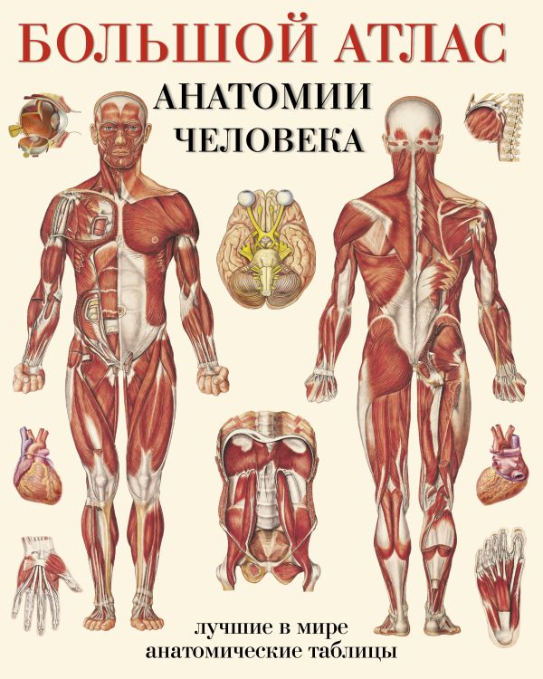 Обложка книги Большой атлас анатомии человека, Автор Махиянова Е.Б., издательство АСТ | купить в книжном магазине Рослит