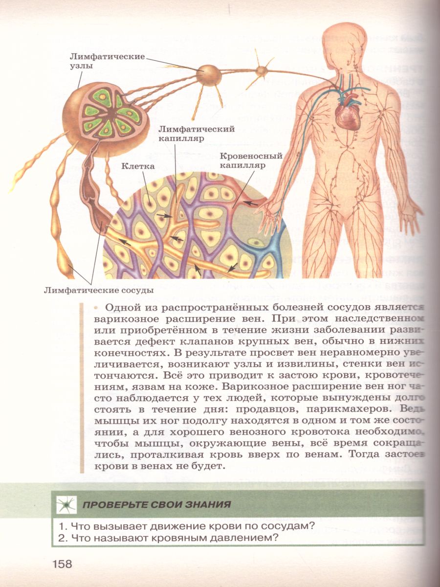 Обложка книги Биология 8 класс. Учебник. ФГОС, Автор Сивоглазов В.И. Сапин М.Р. Каменский А.А., издательство Дрофа | купить в книжном магазине Рослит