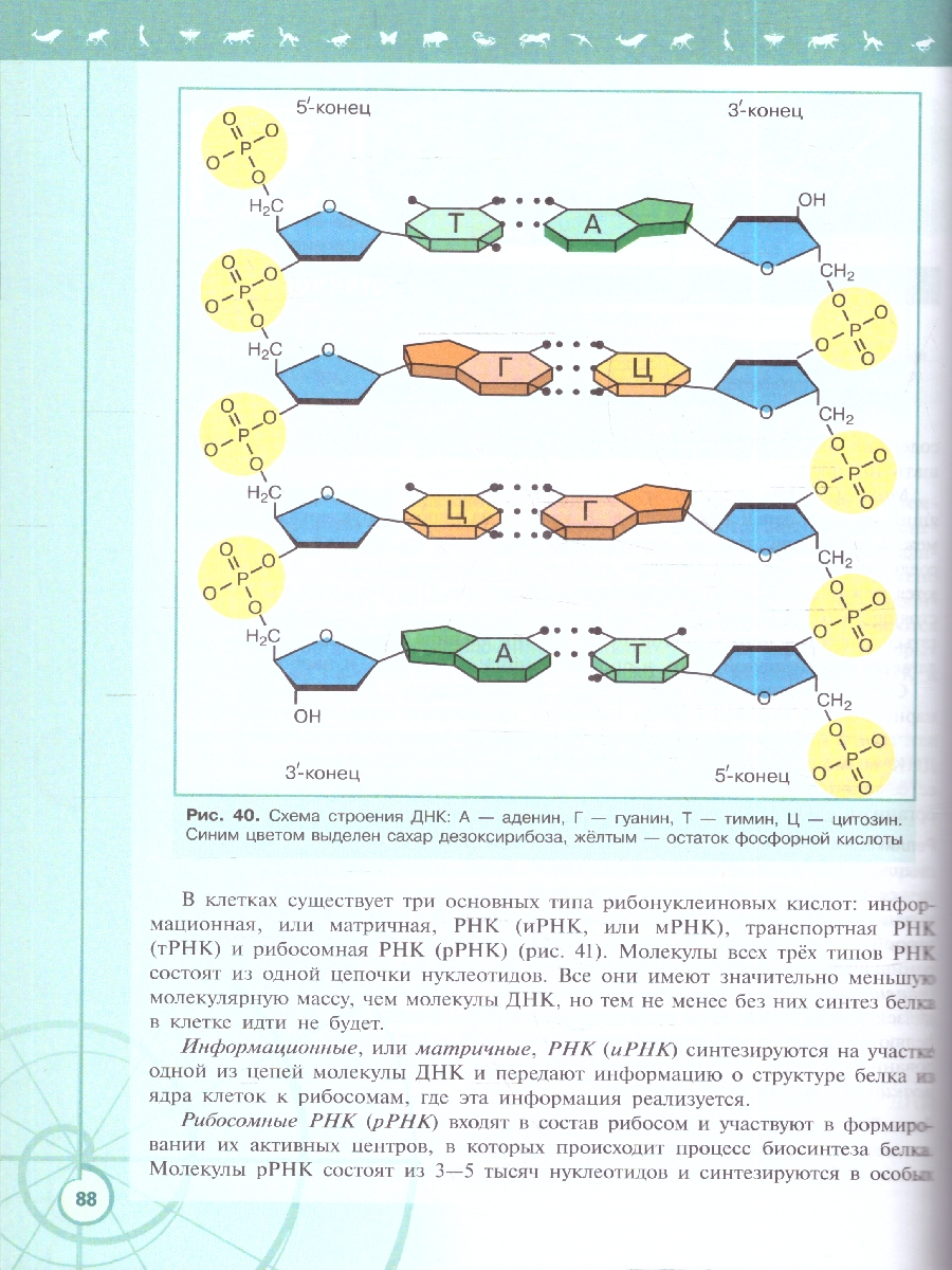 Обложка книги Пасечник (Линия жизни) Биология 10 кл. Базовый уровень. Учебник(ФП2022) (Просв.), Автор Пасечник В.В. Каменский А.А. Рубцов A.M., издательство Просвещение | купить в книжном магазине Рослит