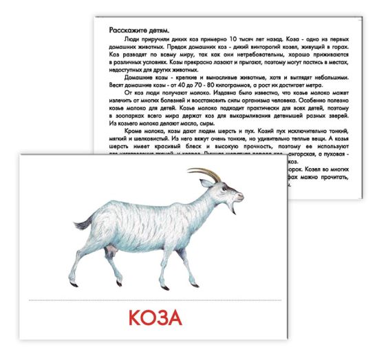 Обложка книги Дидактические карточки "Домашние животные", Автор , издательство Маленький гений-Пресс | купить в книжном магазине Рослит