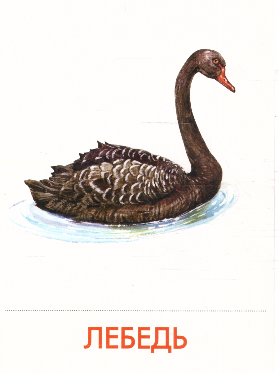 Обложка книги Дидактические карточки "Городские птицы" (уп. пакет) (Маленький гений-Пресс), Автор , издательство Маленький гений-Пресс | купить в книжном магазине Рослит