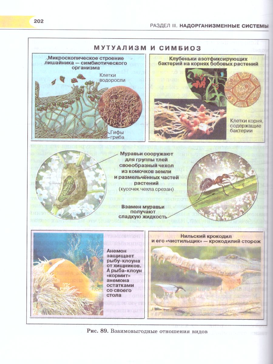 Обложка книги Биология 9 класс. Общие биологические закономерности. Учебник. ФГОС, Автор Ефимова Т.М. Сухорукова Л.Н. Шубин А.О., издательство Мнемозина | купить в книжном магазине Рослит