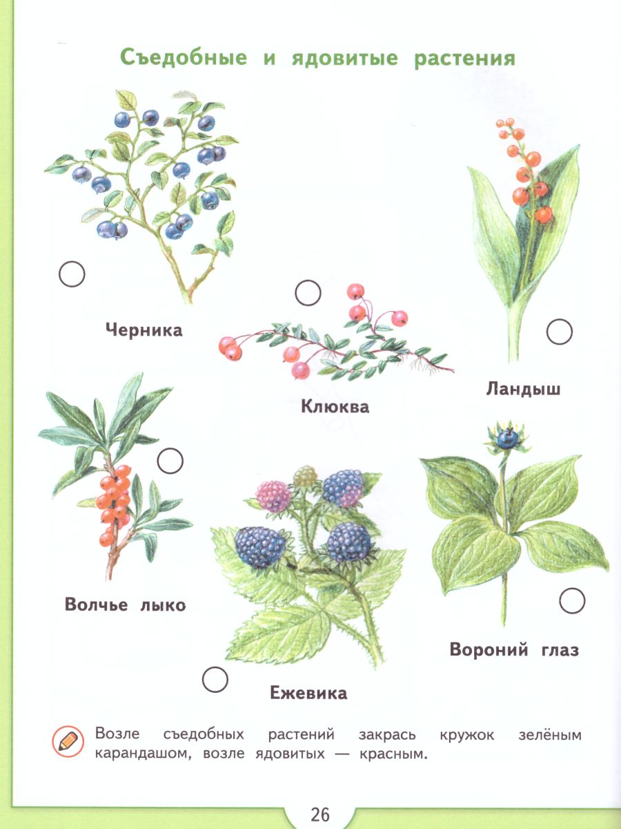 Обложка книги Зеленая тропинка. Учебное пособие для подготовки детей к школе. ФГОС, Автор Плешаков А.А., издательство Просвещение/Союз                                   | купить в книжном магазине Рослит