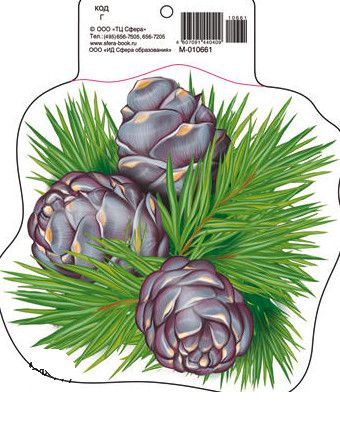 Обложка книги Вырубная фигурка Кедровые шишки М-10661 (с УФ-лаком, 190х160 мм) (Сфера), Автор М-10661, издательство Сфера | купить в книжном магазине Рослит
