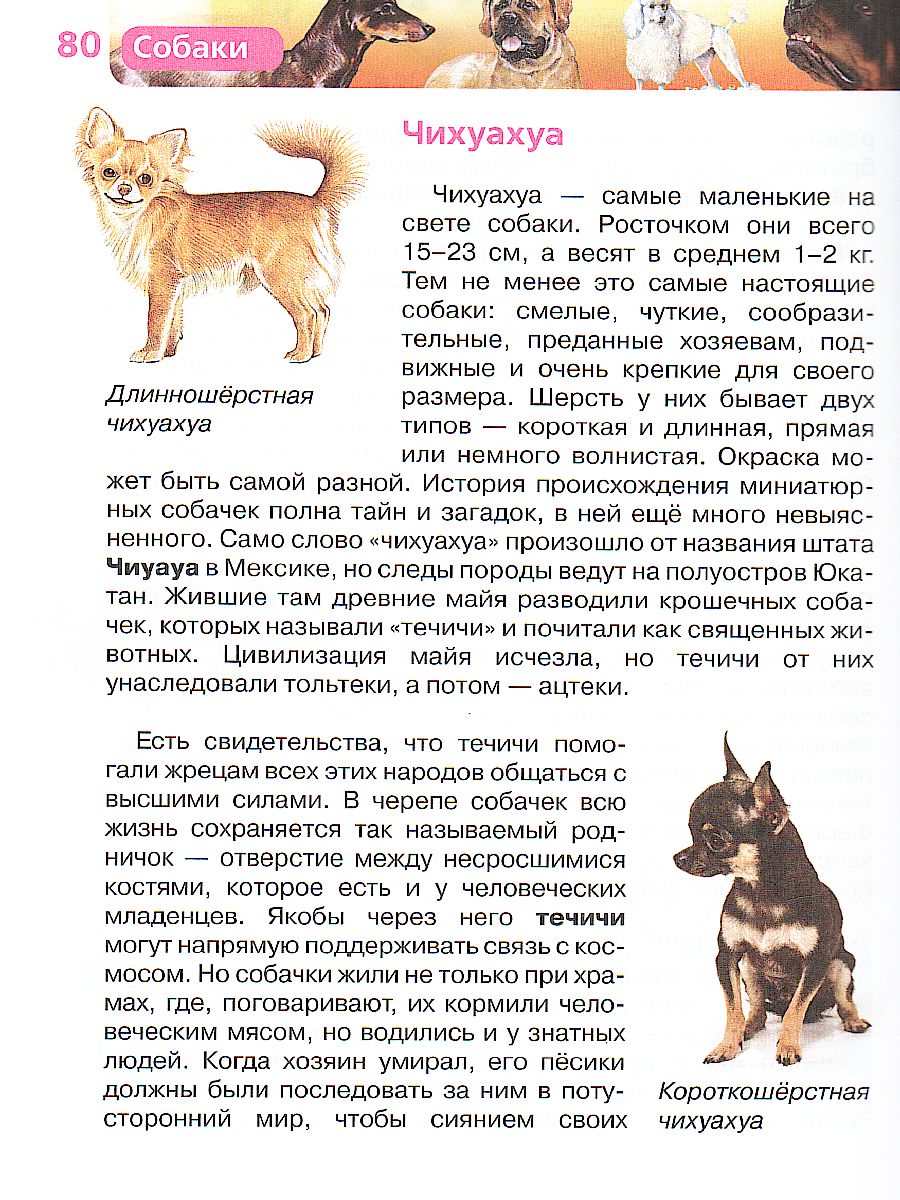 Обложка Собаки, издательство РОСМЭН | купить в книжном магазине Рослит