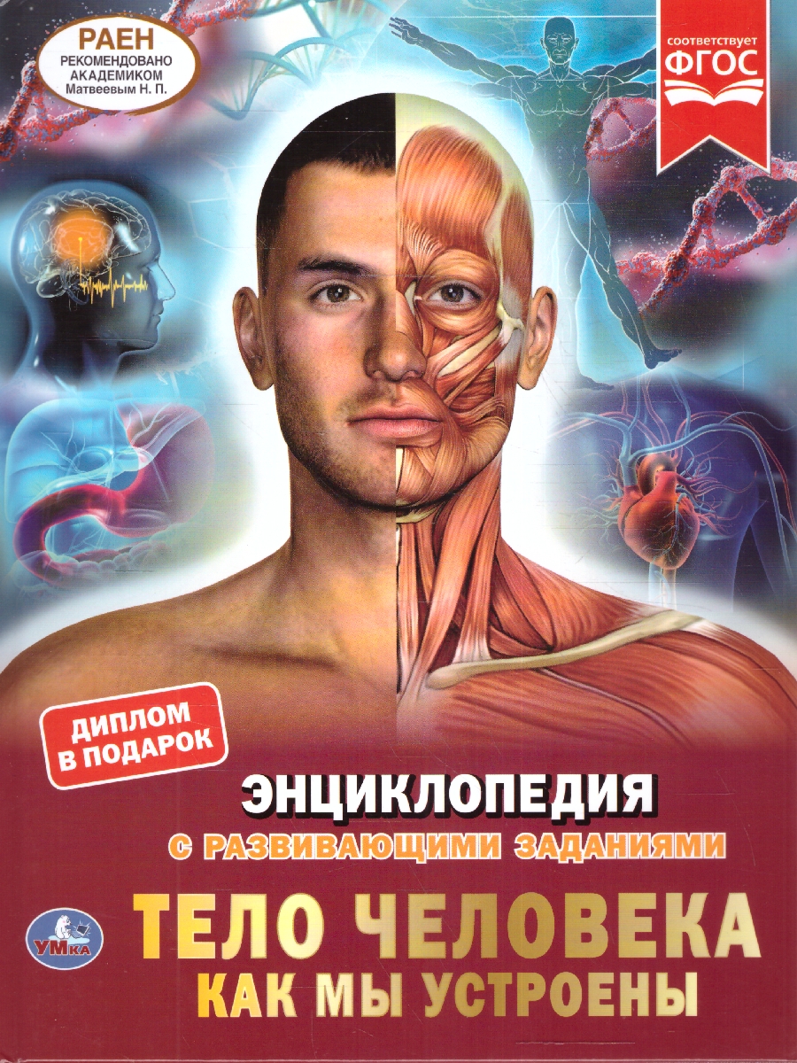 Обложка книги Энциклопедия.Тело человека. Как мы устроены. (А4 197х255мм) 48 стр.(Умка), Автор Рыклин М. А., издательство Умка                                               | купить в книжном магазине Рослит