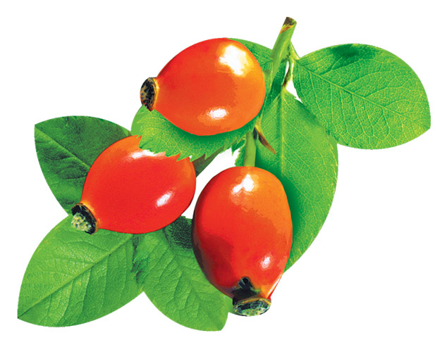 Обложка книги Вырубная фигурка Шиповник М-14220 (УФ-лак)(Сфера), Автор М-14220, издательство Сфера | купить в книжном магазине Рослит