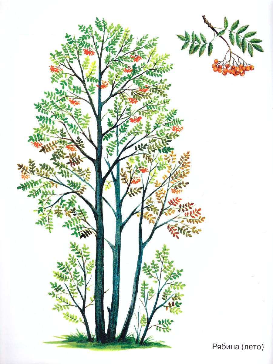 Обложка книги Деревья в картинках. Наглядное пособие для воспитателей, логопедов, педагогов, родителей, Автор Кулакова Н.И., издательство ГНОМ | купить в книжном магазине Рослит