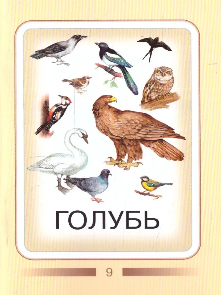 Обложка книги Моя первая библиотека. Птицы, Автор , издательство Маленький гений-Пресс | купить в книжном магазине Рослит