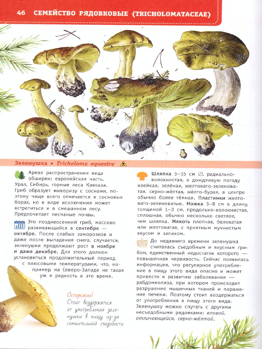 Обложка книги Грибы России. Определитель. Кривошеев С.В. /ЛучшийОпределитель, Автор Кривошеев С.В., издательство АСТ | купить в книжном магазине Рослит